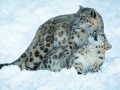 snowleopard-4