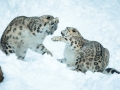 snowleopard-8
